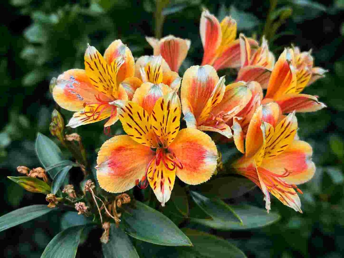 Domaine de la Tortinière - Château - fleurs